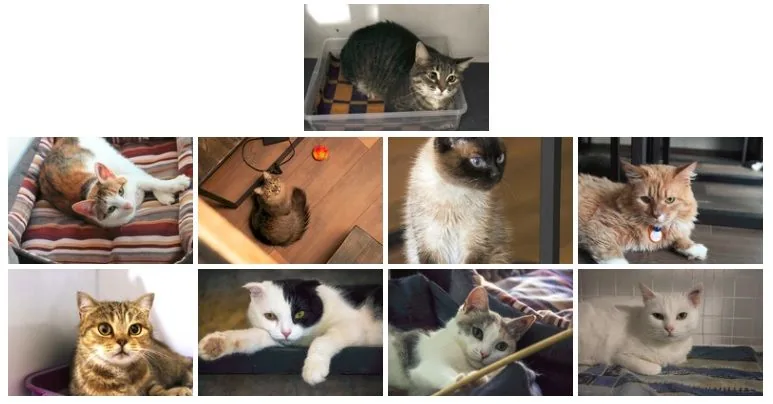 Кошачьи итоги июля