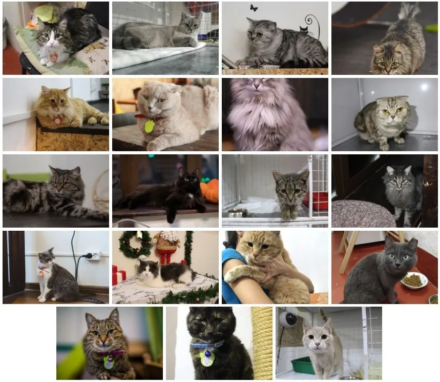 Кошачьи итоги января