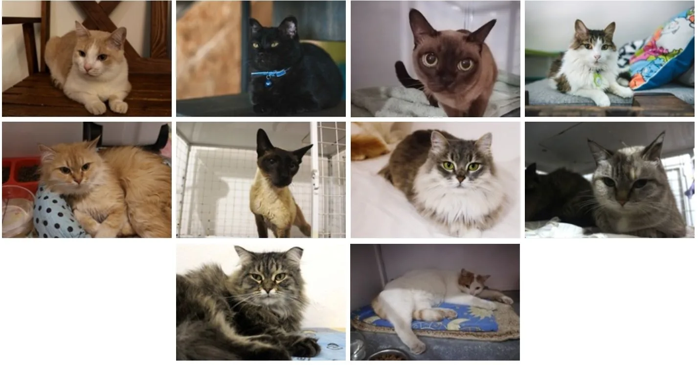 Кошачьи итоги октября