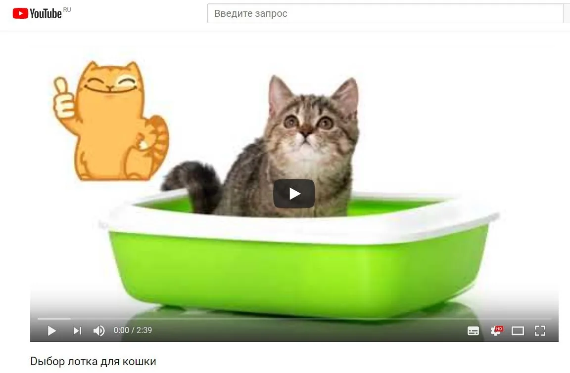 «Школа котоведов» на youtube