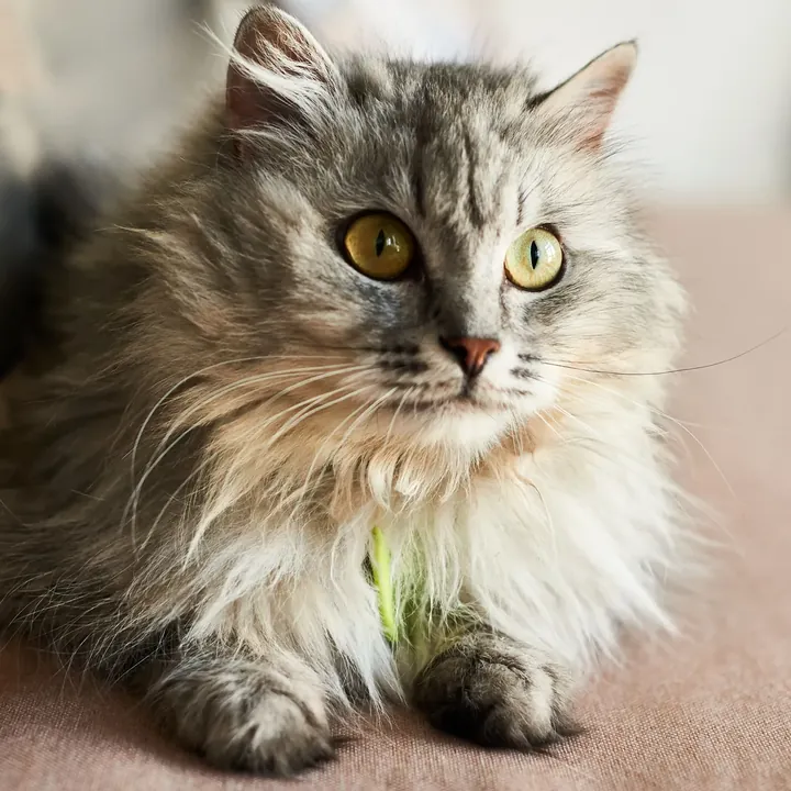 Коты, которые ищут дом — фото 1