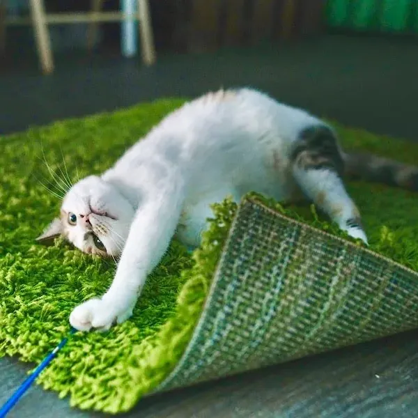 Гости и коты — фото 3