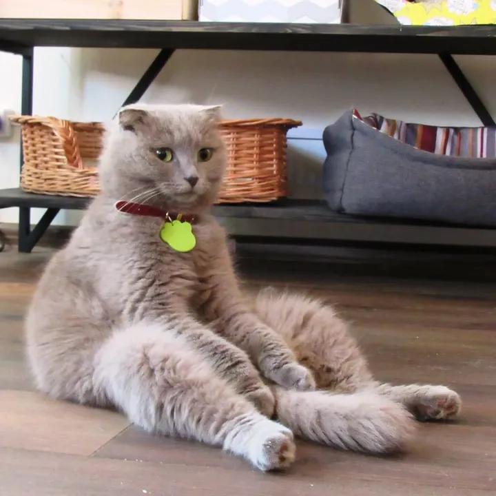 Коты, которые ищут дом — фото 2