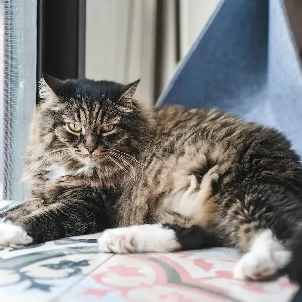 Круглое фото: Кот, который ищет дом