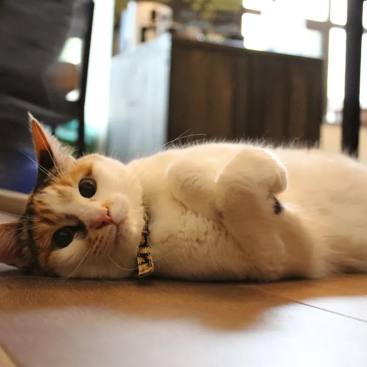 Коты, которые ищут дом — фото 3